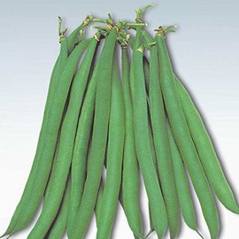 Masai Bush Bean Garden Seeds - 40 Seeds - Non-GMO, Heirloom Baby French Filet Bean Vegetable Gardening Seeds