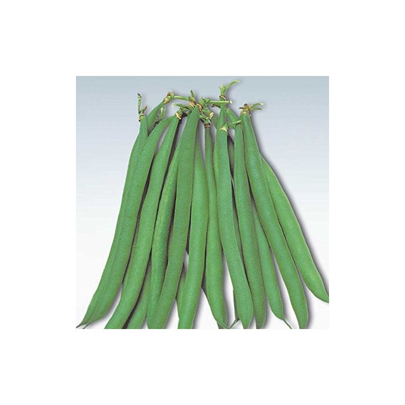 Masai Bush Bean Garden Seeds - 40 Seeds - Non-GMO,
