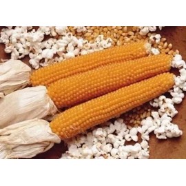 Flowers 100+ LADY FINGERS POPCORN SEEDS FRESH HARVEST FOR GARDENS, Organic NON-GMO, 2025