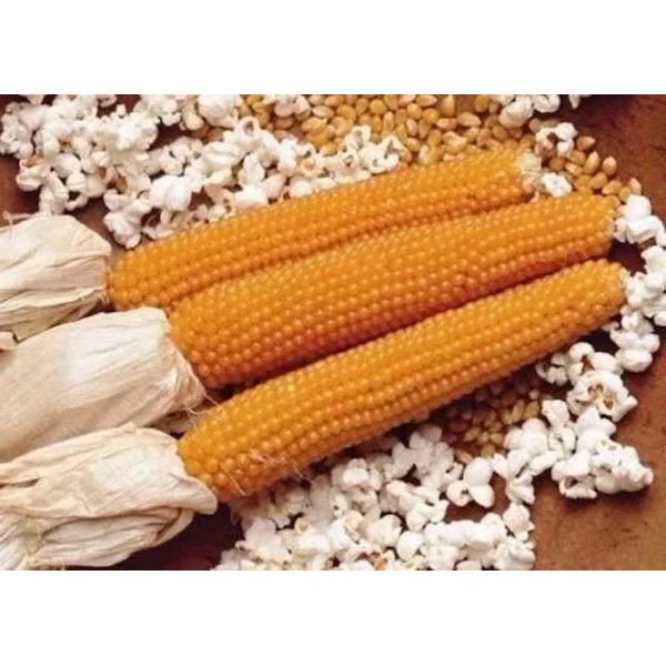 Flowers 100+ LADY FINGERS POPCORN SEEDS FRESH HARVEST FOR GARDENS,