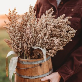 Wheatland Heirloom Grain Sorghum/Milo - 100 Seeds - Rare Heirloom & Open-Pollinated Variety - Great for Making Gluten-Free Flour, Non-GMO Seeds for Planting Outdoors in the Garden, Thresh Seed Company