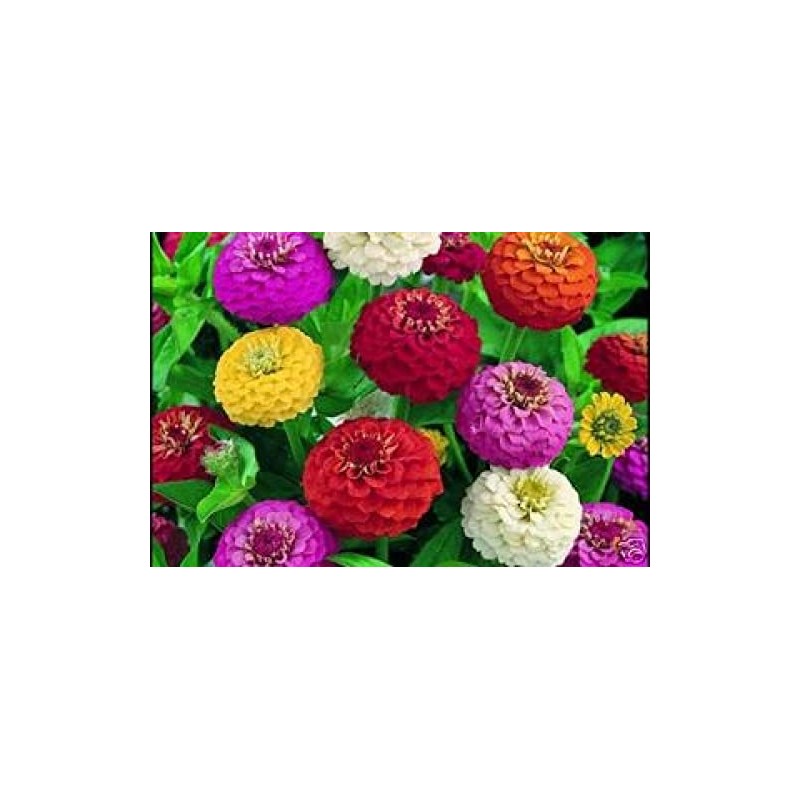 200 Dwarf Lilliput Mix Zinnia Seeds for Planting 1 Grams