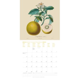 Fruits 2025 ¿ Brochure Calendar ¿ with Historical Pictures of Old Fruit Varieties by Pierre Antoine Poiteau ¿ Format 30 x 30 cm