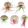 5 Pack Mini Sea Urchin Shell Hanging Pot-Air Plant Holder
