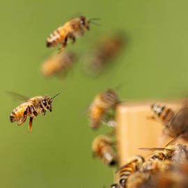 Lehman's Stoney Acres Beekeeping Beehive Box, 10 Frame Deep Assembled Super or Brood Honeybee Hive Box, Amish Made
