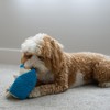 SPOT Gigglers Hedgehog Dog Toy with Giggle Sound | Textured,