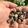 Jamaican Moringa Seeds 2oz, Wildcrafted, Handpicked