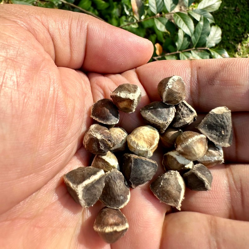 Jamaican Moringa Seeds 2oz, Wildcrafted, Handpicked
