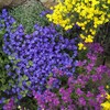 Outsidepride Cascade Blue Aubrieta Rock Cress Seeds - 2000 Pcs