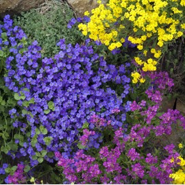 Outsidepride Cascade Blue Aubrieta Rock Cress Seeds - 2000 Pcs Perennial Flower Seeds, Easy to Grow, Low Maintenance, Cascading & Low Growing, for Baskets, Rock Walls, or Ground Covers