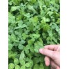 Hale Habitat & Seed Clovers, Alfalfa, & Chicory Food Plot