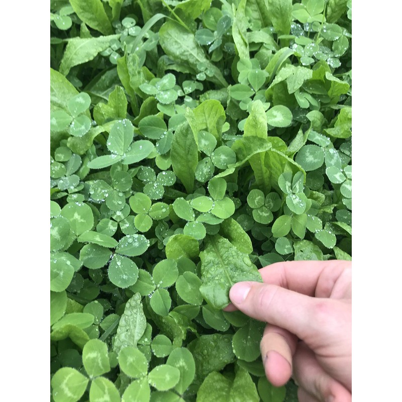 Hale Habitat & Seed Clovers, Alfalfa, & Chicory Food Plot