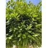 Fresh Twenty, Fresh Pick Organic Bay Leaves Leaf, Laurus Herb