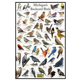 Where's Wildlife Michigan's Backyard Birds Poster - Michigan Bird Chart Highlighting Birds At Your Bird Feeder (8" x 12")