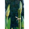 SuperMoss (22051) Moss Stakes Preserved, Fresh Green, 24" (6 pack)