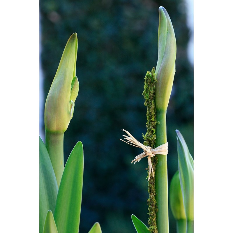 SuperMoss (22051) Moss Stakes Preserved, Fresh Green, 24" (6 pack)