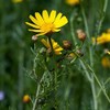 1 packet (1000+ seeds) - Chrysanthemum - Tong Ho -