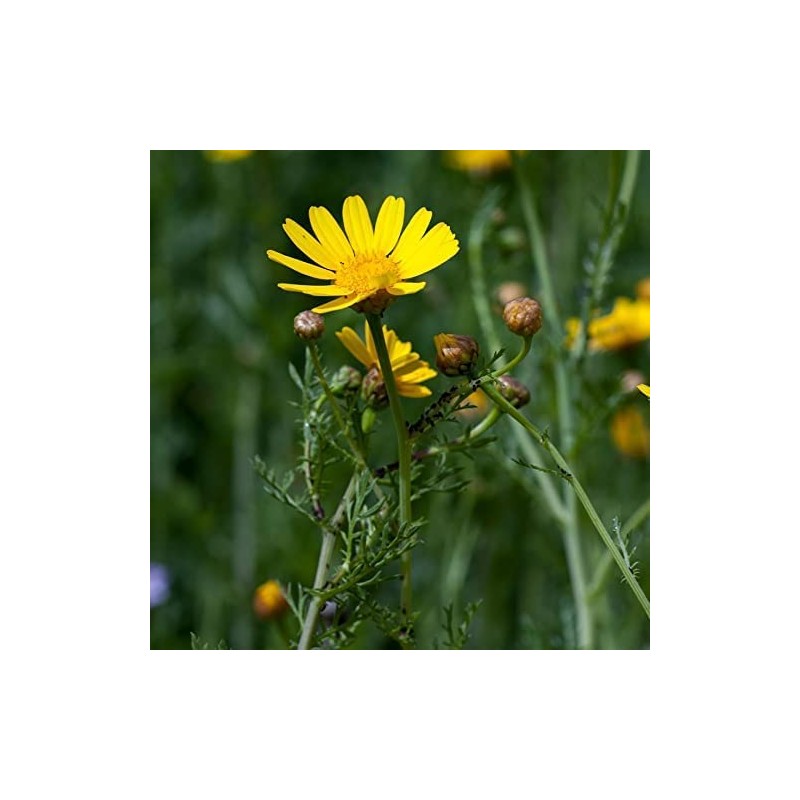 1 packet (1000+ seeds) - Chrysanthemum - Tong Ho -