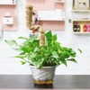 Moss Pole Coconut Stick DIY Modeling Plant Climbing Pole Climbing