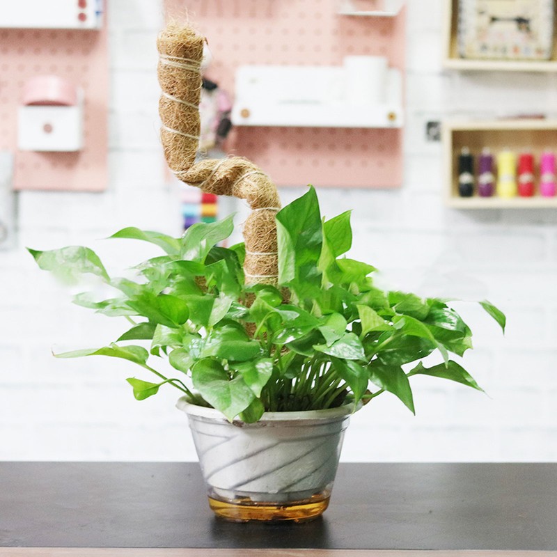 Moss Pole Coconut Stick DIY Modeling Plant Climbing Pole Climbing