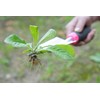 Save Industry Replanter Heavy Duty Root Cutting Scoop (Rip Tip,