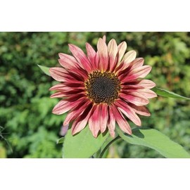 Procut Plum Sunflower Autumn Cut Flowers Premium Seeds for Planting Packet