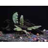 Cryptocoryne Wendtii Bronze - Beginner Tropical Live Aquarium Plant