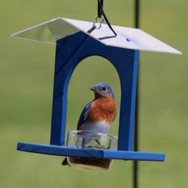Backyard Essentials Bluebird Feeder, Blue Bird Joint, Wild Bird Feeder for Bird Seed or Mealworms with Removable Glass Feeder Cup and Plexiglass Roof