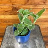 Tradescantia Sillamontana Teddy Bear Vine, 4" Plant