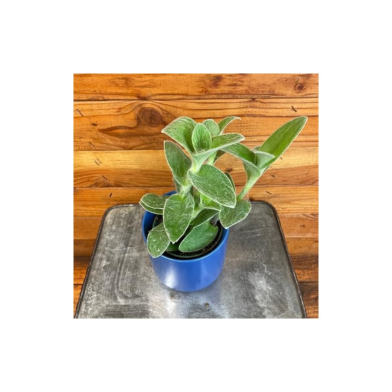 Tradescantia Sillamontana Teddy Bear Vine, 4" Plant