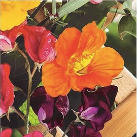 Climbing Vines Seeds - Colorful Mixture of Morning Blooming Vine, Nasturtium, Black Eyed Susan Vine and Sweet Pea Seeds