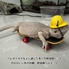 EsiFare Lizard Helmet, Lizard Hat, Mini Construction Hat, Miniature Hat,