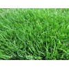 Emerald Zoysia (Zoysia Emerald) grass seeds-1/8 lb