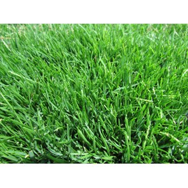 Emerald Zoysia (Zoysia Emerald) grass seeds-1/8 lb