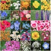 Coastal California Wildflower Mix - Annuals and Perennials Approx. 6500+