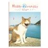 Gakken Staful Birthday Card, Happy Birthday Masayuki Oki Cat B10045