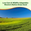 Outsidepride Western Native Grass Seed Mix - 1 lb. Perennial