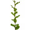 The Jonsteen Company Cork Oak | Medium Tree Seedling |