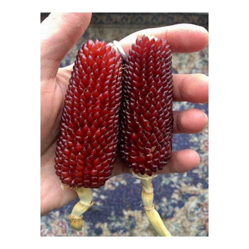 22Day Seeds: Seeds Strawberry Corn/Popping Corn/Zea mays Strawberry/Non GMO/Heirloom