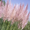 Outsidepride Pink Pampas Ornamental Grass Plant Seeds - 1000 Seeds
