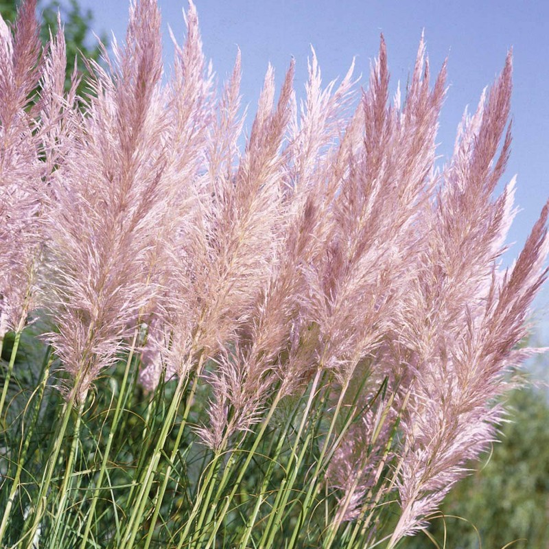 Outsidepride Pink Pampas Ornamental Grass Plant Seeds - 1000 Seeds