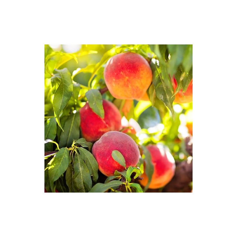 Elberta Peach Tree, Fruit Bearing, Heirloom Variety, Self Polinator, Tree