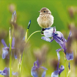 Woodmansterne RSPB Blank/Birthday Card - Young Stonechat