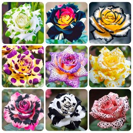 165+ Exotic Perennial Rose Seeds for Planting - Non-GMO Rare and Beautiful Rose Seeds for Garden Patio for Outdoor Planting