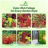 Outsidepride Wizard Mix Coleus Seeds for Planting - 200 Pcs