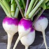 Outsidepride Purple Top Turnip Seed - 10 LBS
