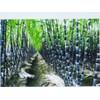 Sugar Cane BULK 3000 SEEDS * SUGAR CANE SEEDS *