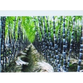Sugar Cane BULK 3000 SEEDS  * SUGAR CANE SEEDS * RUM * SYRUP * ROCK CANDY * 6-18 FEET TALL