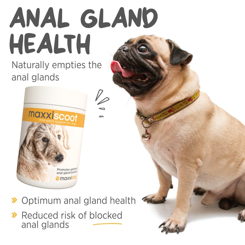 maxxipaws maxxiscoot Anal Gland & Digestive Health Support for Dogs