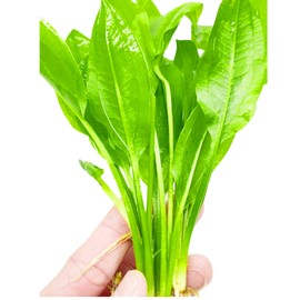 Planterest - Echinodorus Bleheri 3 Bundle Live Aquarium Plant Decorations BUY2GET1FREE